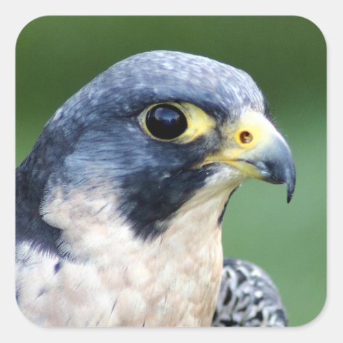 Peregrine Falcon Face Photo Square Sticker