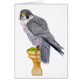 Peregrine Falcon Fathers Day Card (Front)