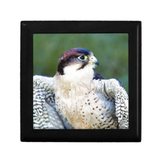 Peregrine Falcon Gift Box