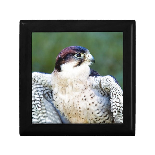 Peregrine Falcon Gift Box (Front)