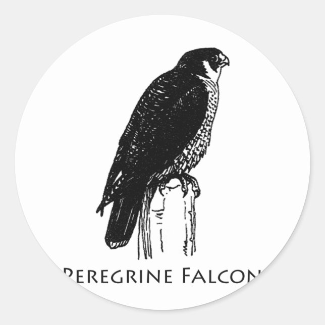 Peregrine Falcon (illustration) Classic Round Sticker (Front)