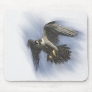 Peregrine Falcon in Flight Mouse Pad