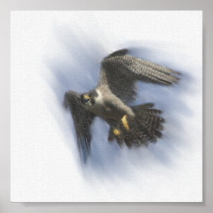 Peregrine Falcon in Flight Poster
