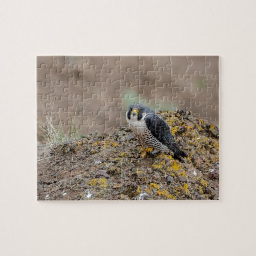 Peregrine falcon jigsaw puzzle