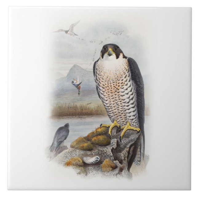 Peregrine Falcon John Gould Birds of Great Britain Ceramic Tile (Front)