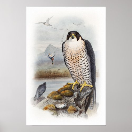 Peregrine Falcon John Gould Birds of Great Britain Poster