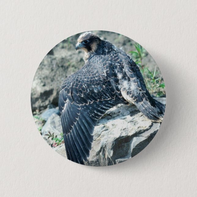 Peregrine Falcon, juvenile Pinback Button (Front)