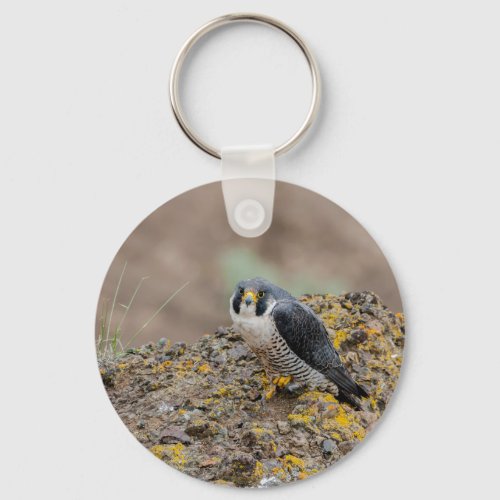 Peregrine falcon keychain