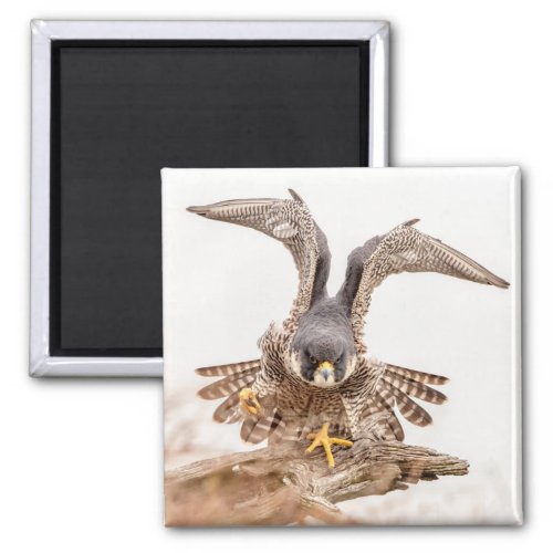 Peregrine Falcon Magnet