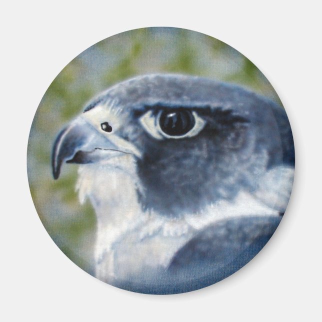 Peregrine Falcon Magnet (Front)