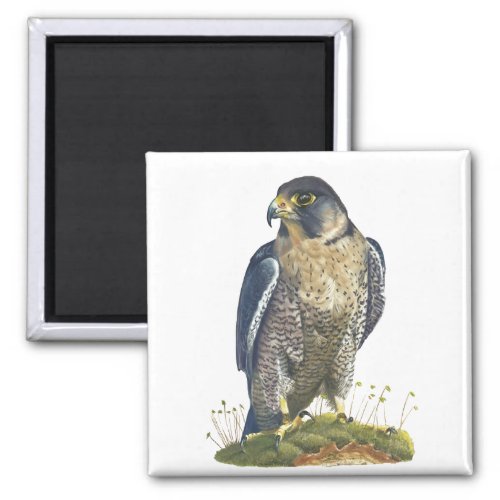 Peregrine Falcon Magnet