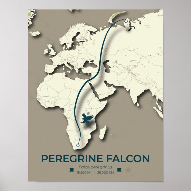 Peregrine Falcon Migration Map – Minimalist Poster (Front)