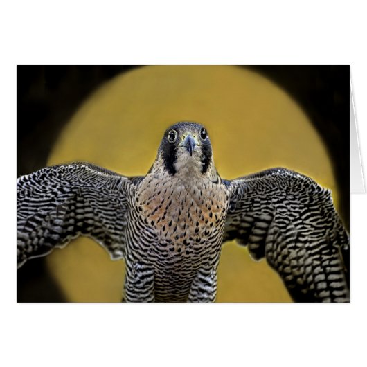 Peregrine Falcon Moon Rising Cards (Front Horizontal)