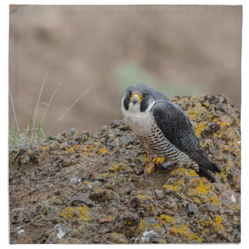 Peregrine falcon napkin