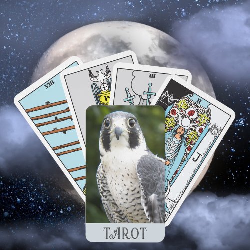 Peregrine Falcon Nature Photo Tarot