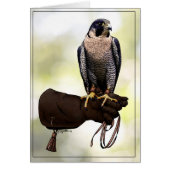 Peregrine Falcon on Glove (Front)