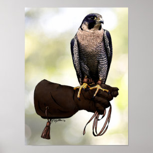 Peregrine Falcon on Glove Poster