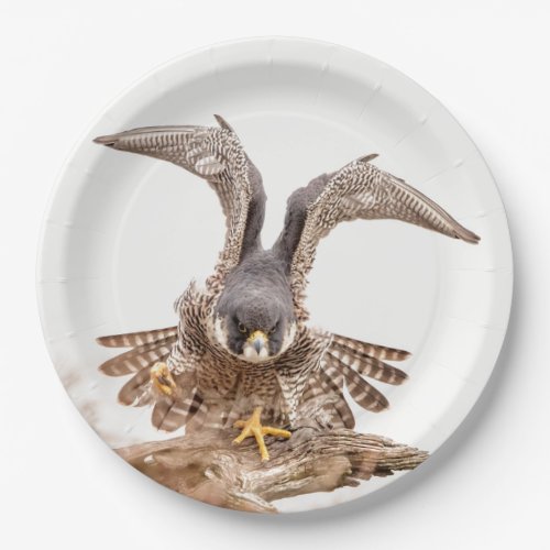Peregrine Falcon Paper Plates