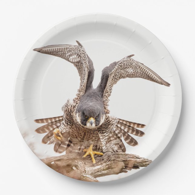 Peregrine Falcon Paper Plates (Front)