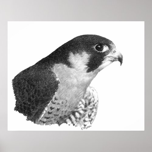 Peregrine Falcon_Pencil Poster