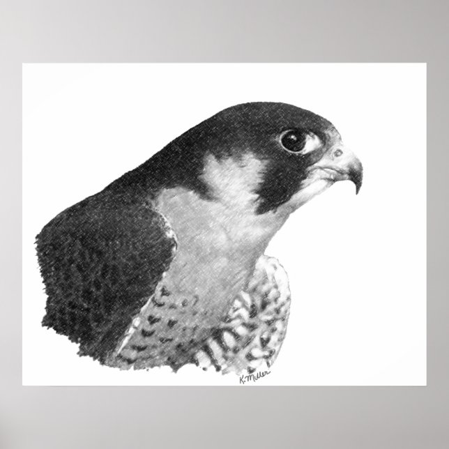 Peregrine Falcon-Pencil Poster (Front)