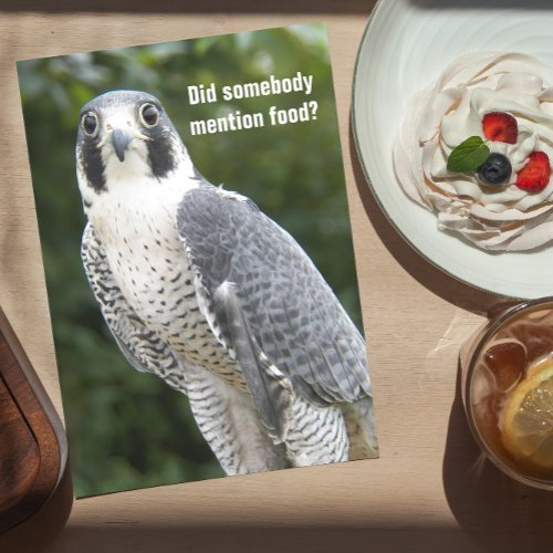 Peregrine Falcon Photo Funny Nature Birthday Card