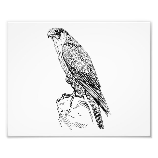 Peregrine Falcon Photo Print (Front)