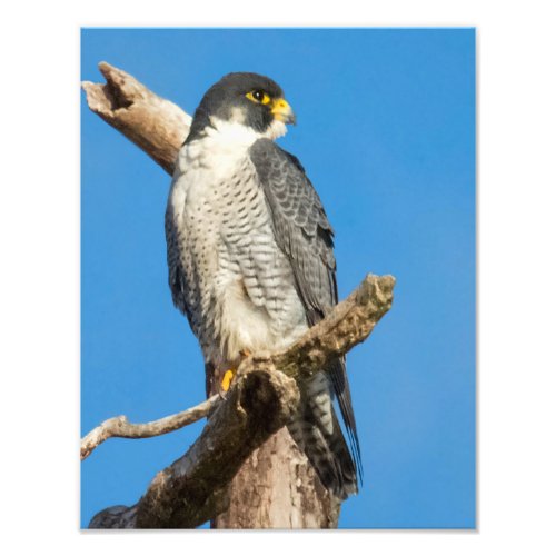 Peregrine Falcon Photo Print