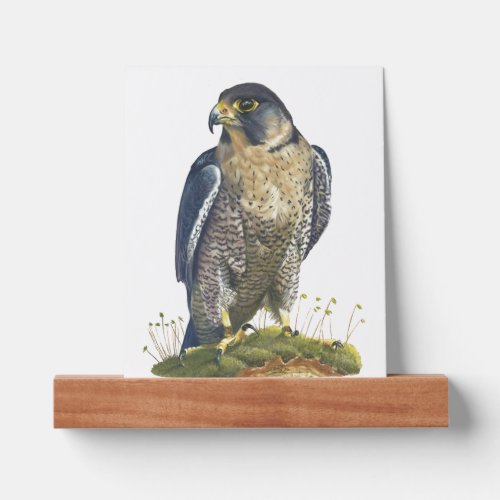 Peregrine Falcon Picture Ledge