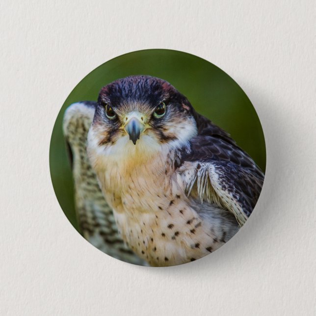 Peregrine Falcon Pinback Button (Front)