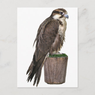 Peregrine Falcon Postcard