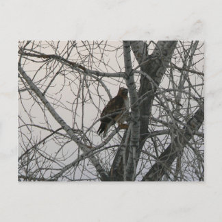 Peregrine Falcon Postcard