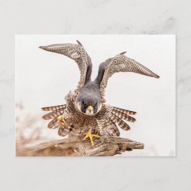 Peregrine Falcon Postcard (Front)