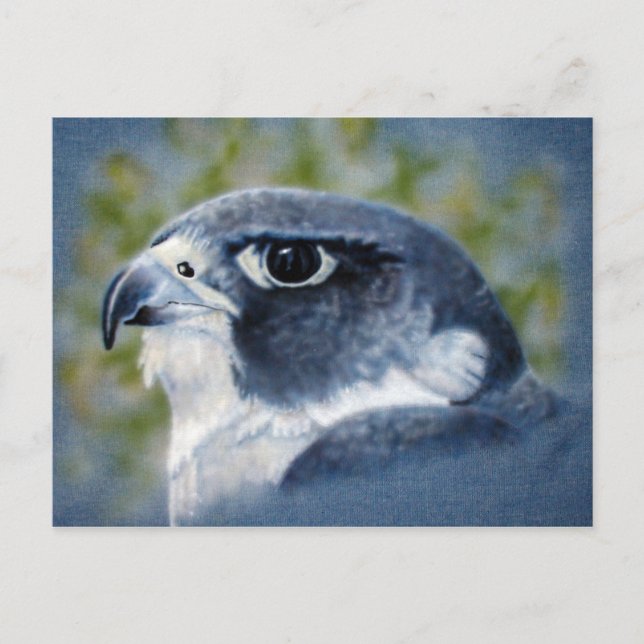 Peregrine Falcon Postcard (Front)