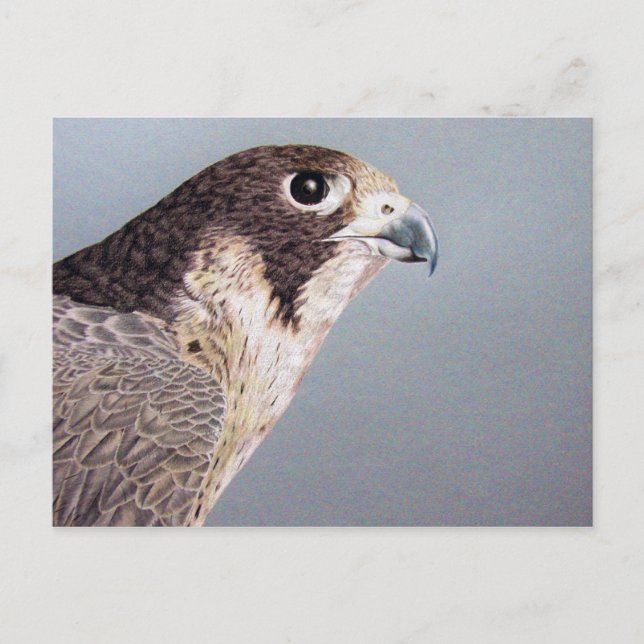 Peregrine Falcon Postcard (Front)