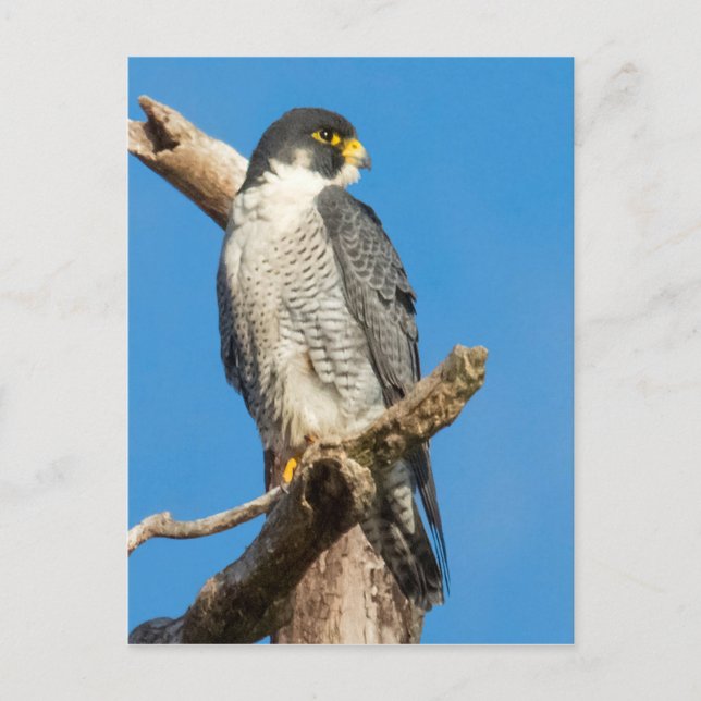 Peregrine Falcon Postcard (Front)