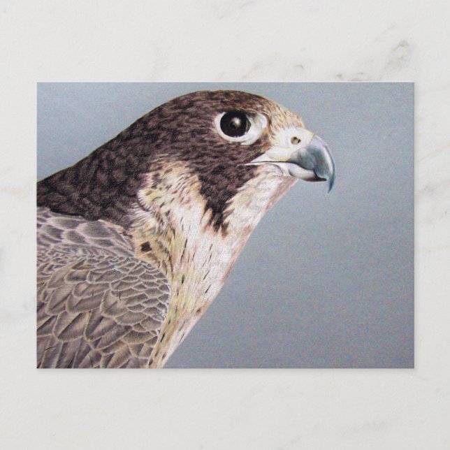 Peregrine Falcon Postcard (Front)