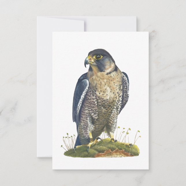 Peregrine Falcon Postcard-Style Note Card (Front)