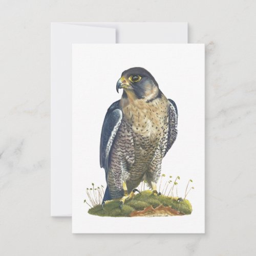 Peregrine Falcon Postcard_Style Note Card