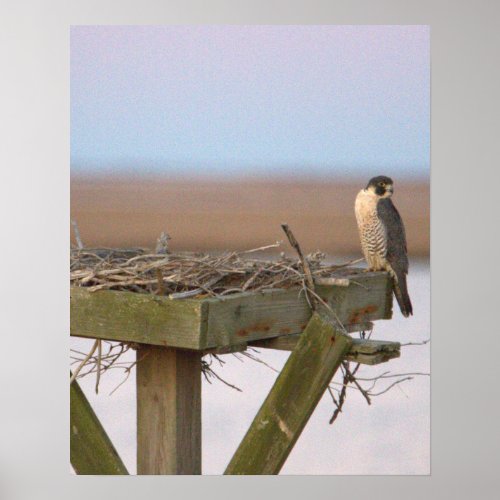 Peregrine Falcon Poster