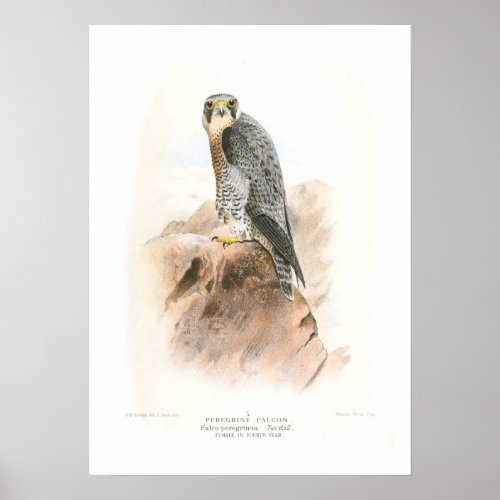 Peregrine Falcon Poster