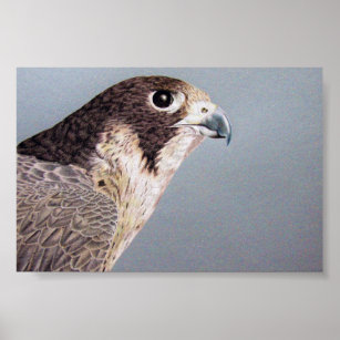 Peregrine Falcon Poster