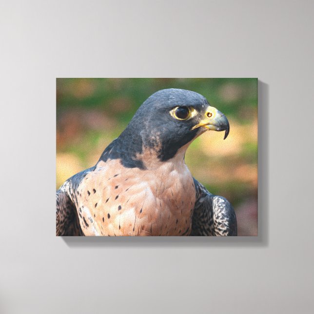 Peregrine Falcon Profile Canvas Print (Front)