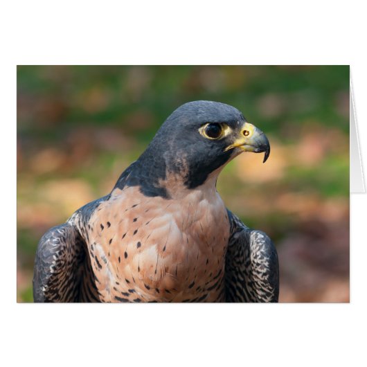 Peregrine Falcon Profile Cards (Front Horizontal)