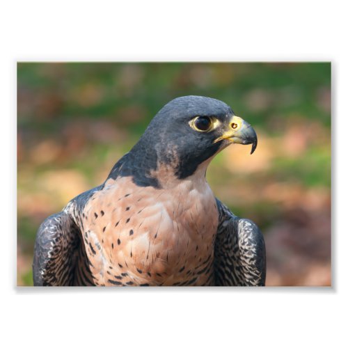 Peregrine Falcon Profile Photo Print