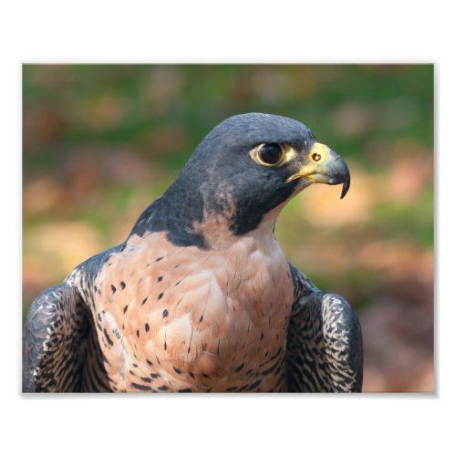 Peregrine Falcon Profile Photo Print