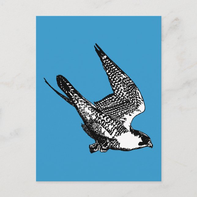 Peregrine Falcon Sketch Postcard (Front)