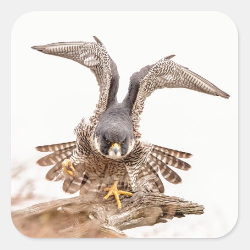 Peregrine Falcon Square Sticker