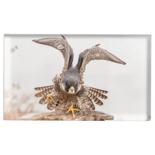 Peregrine Falcon Table Number Holder