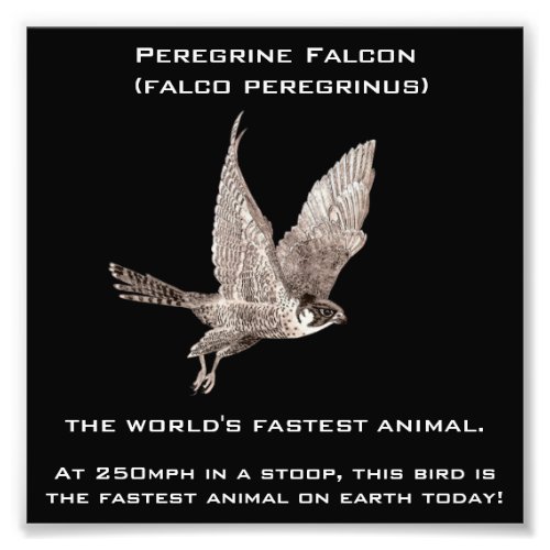 Peregrine Falcon The Fastest Animal Photo Print